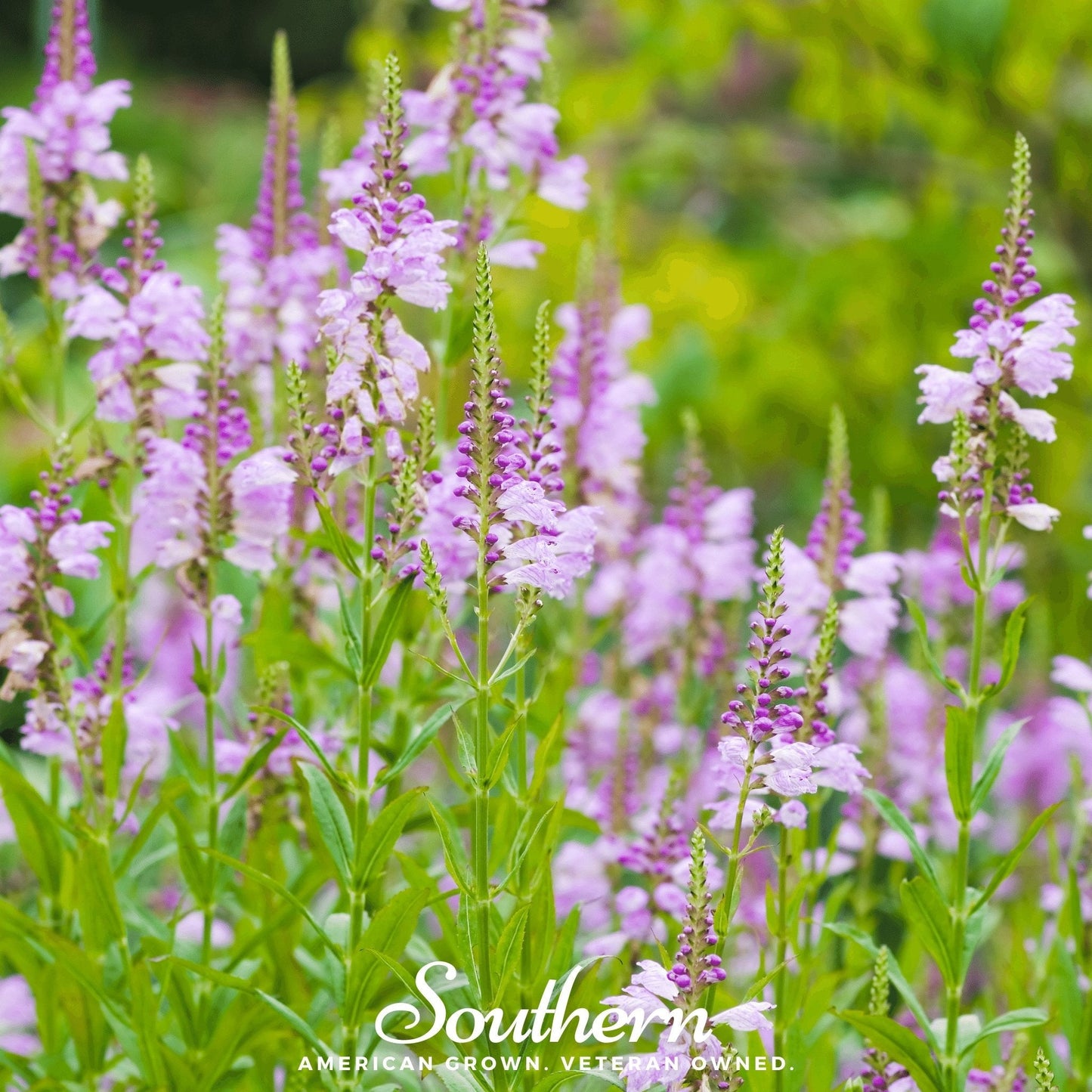Obedient Plant ā 25 Seeds