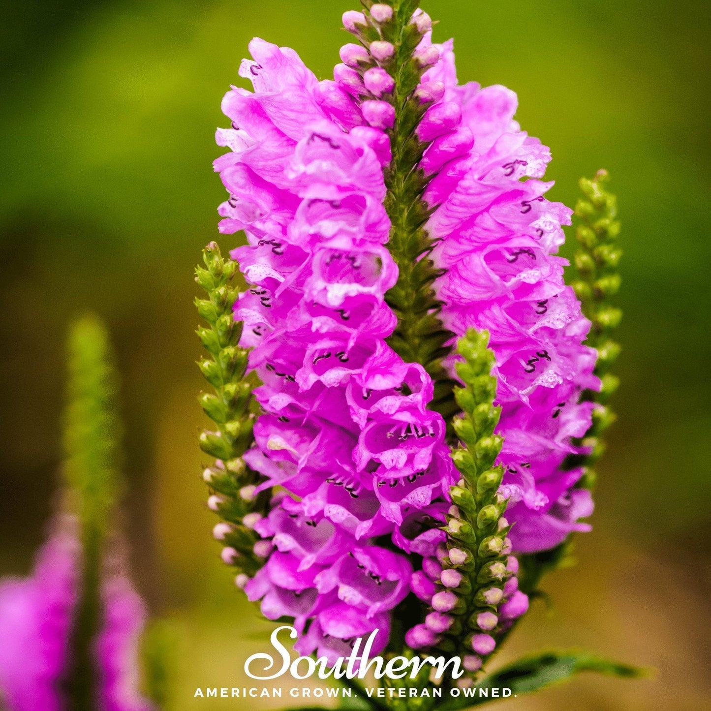 Obedient Plant ā 25 Seeds