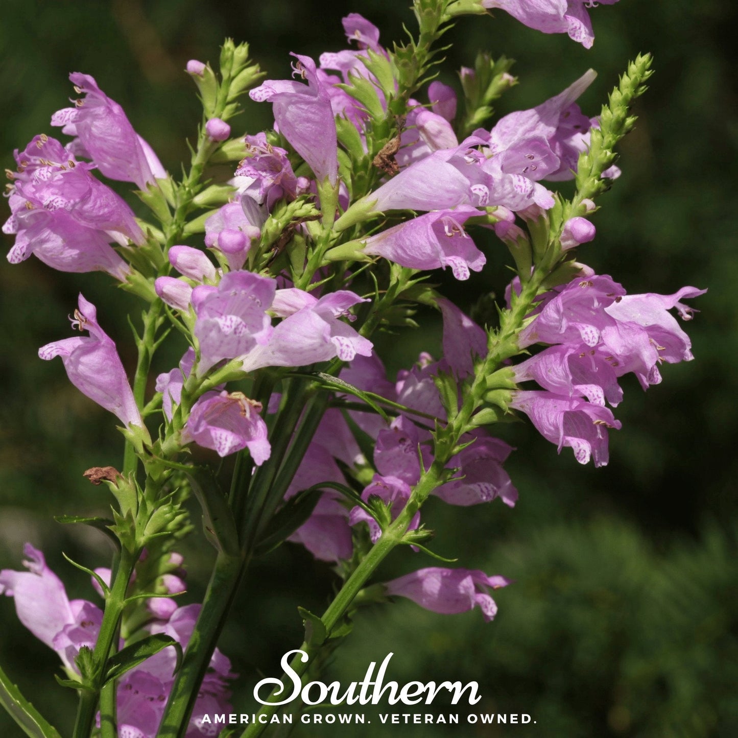 Obedient Plant ā 25 Seeds
