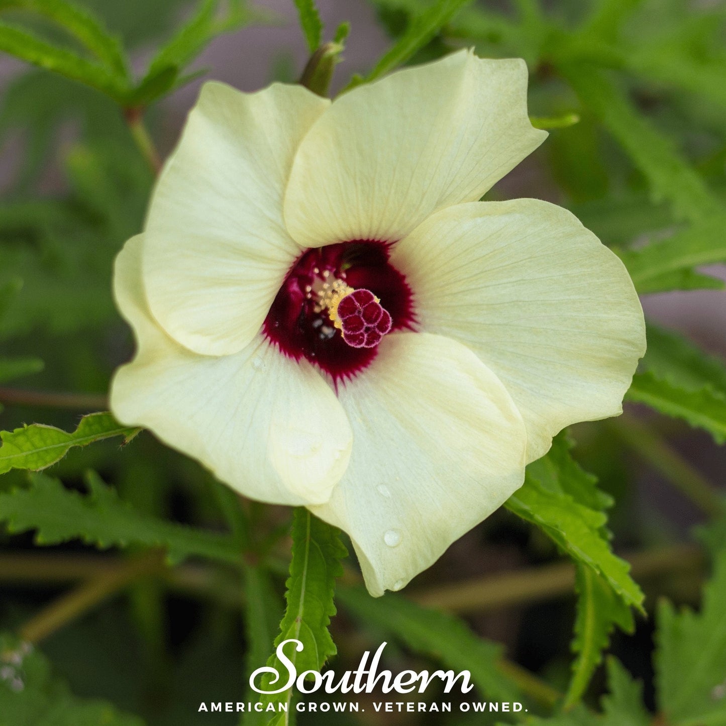 Clemson Spineless Okra ā 50 Seeds
