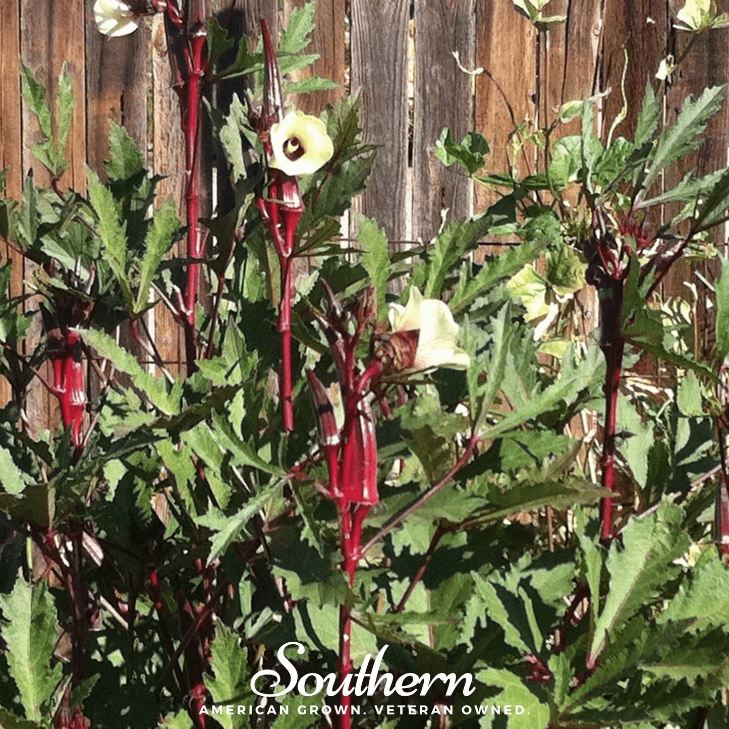 Red Burgundy Okra ā 50 Seeds