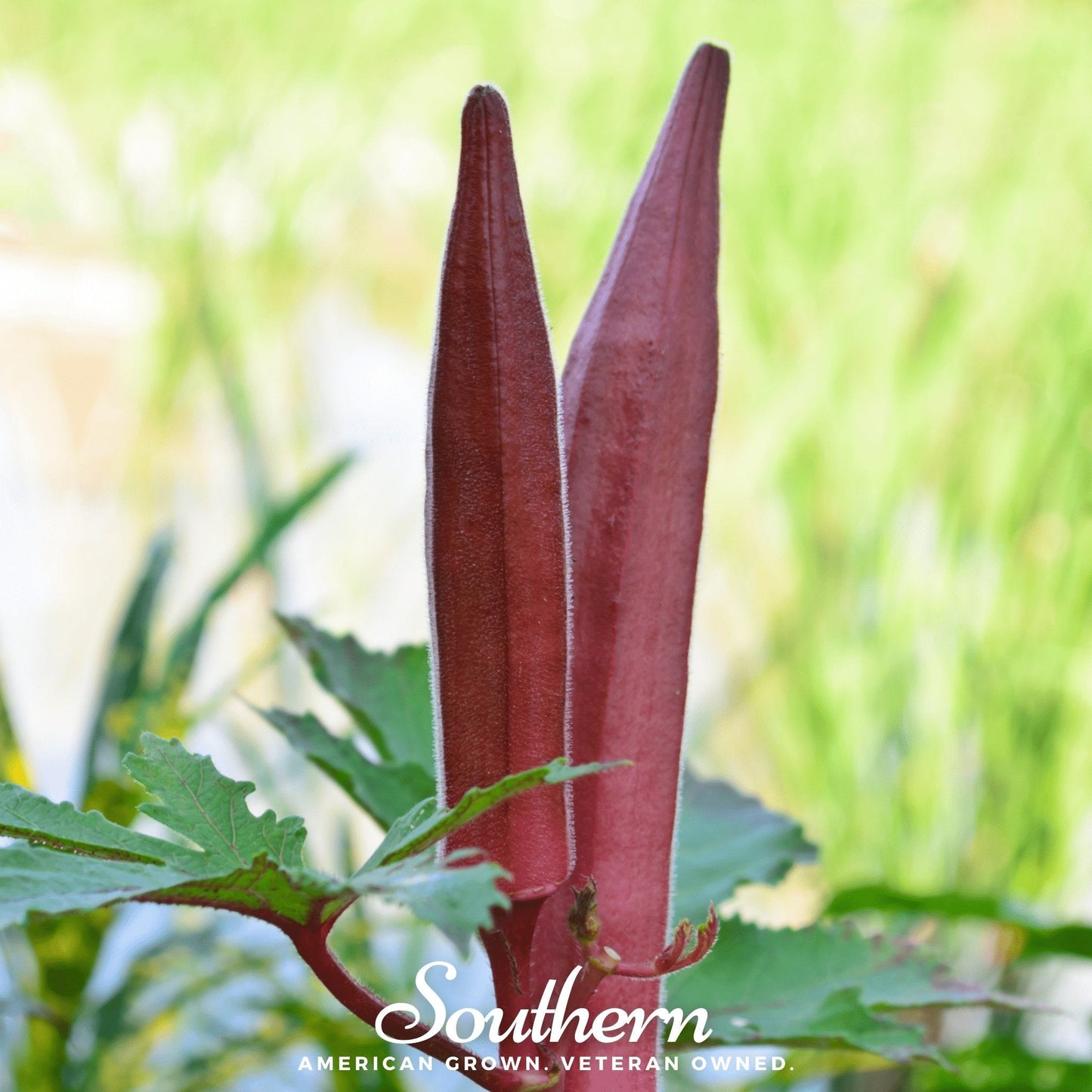 Red Burgundy Okra ā 50 Seeds