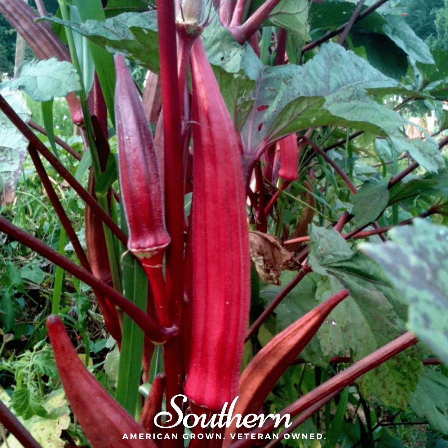 Red Burgundy Okra ā 50 Seeds
