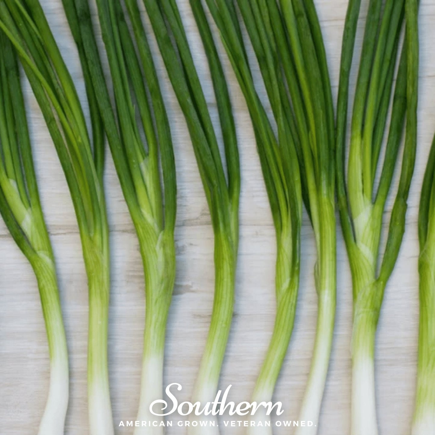 Evergreen Bunching Onion ā 200 Seeds