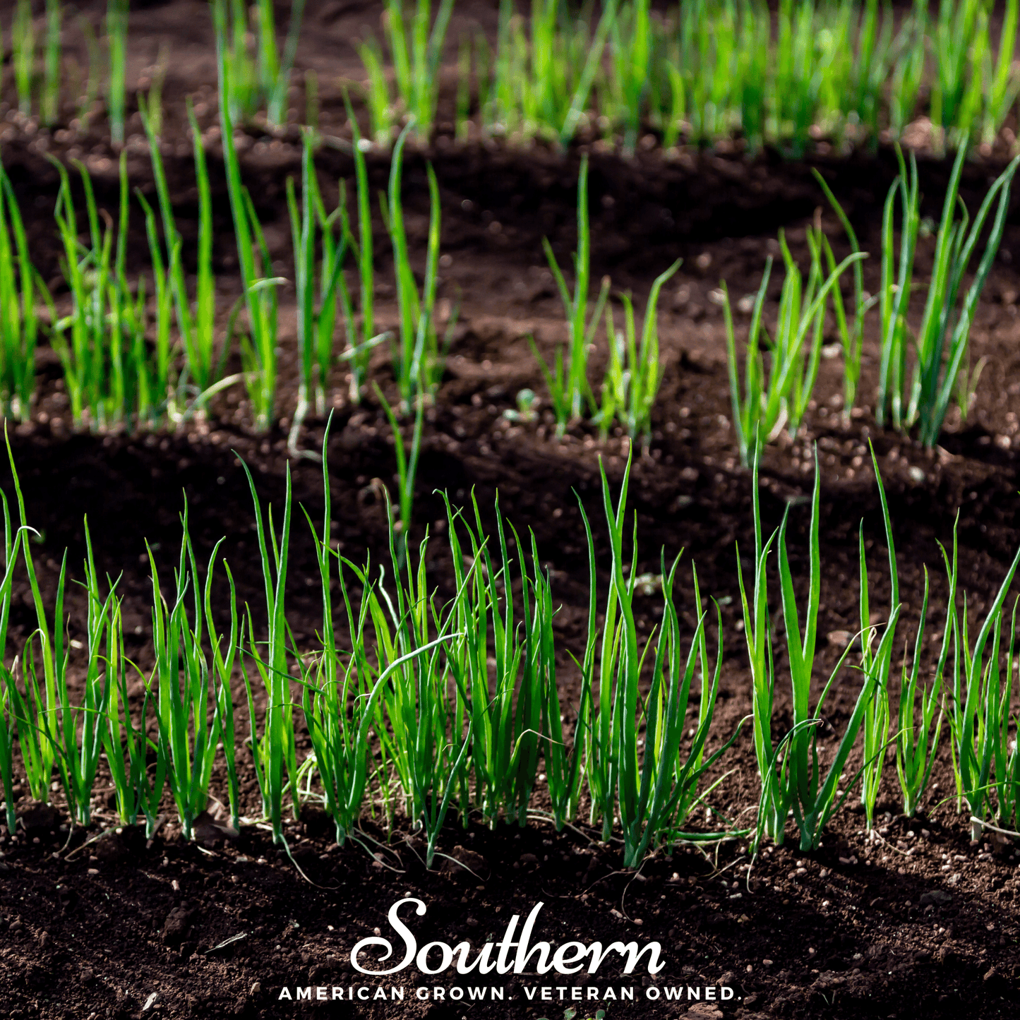Evergreen Bunching Onion ā 200 Seeds