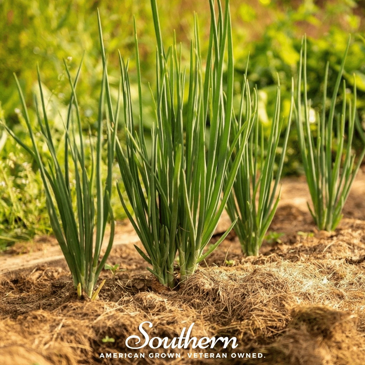 Evergreen Bunching Onion ā 200 Seeds