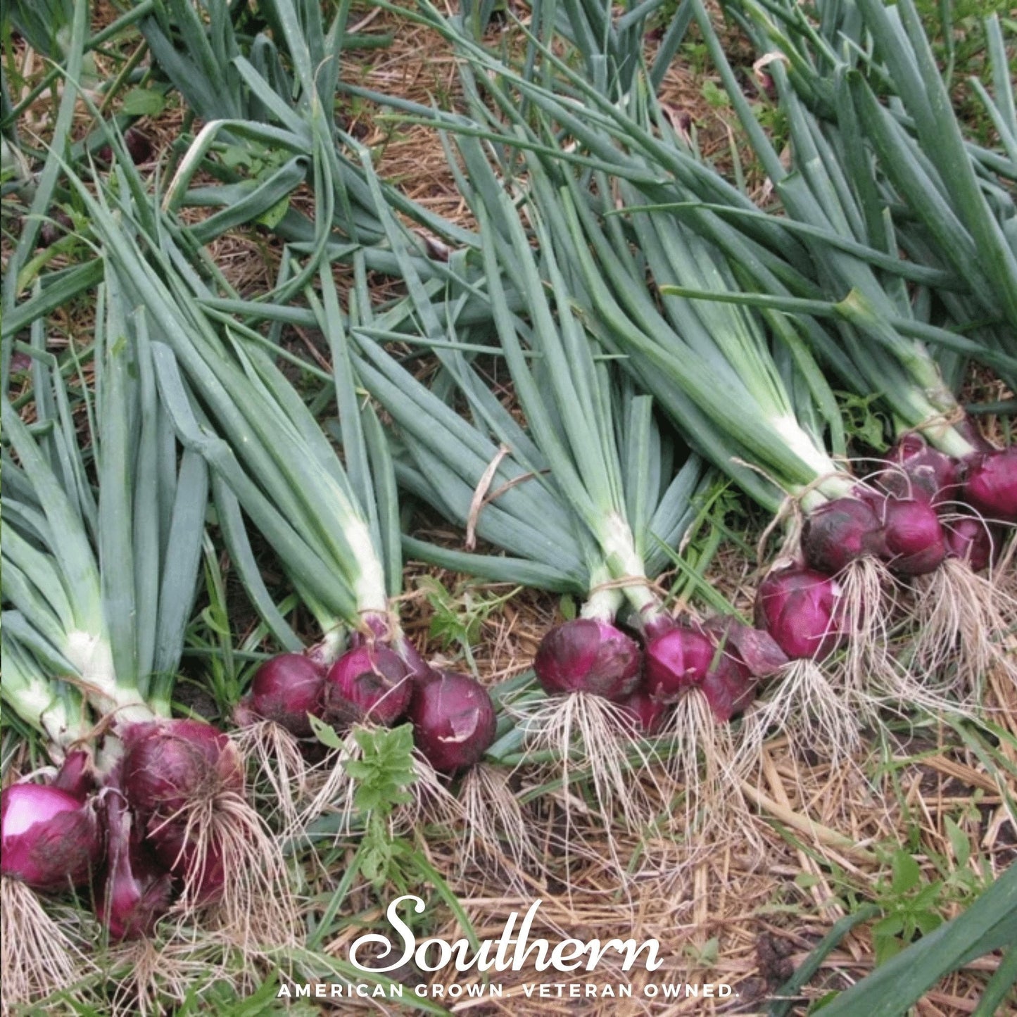 Red Burgundy Onion ā 200 Seeds