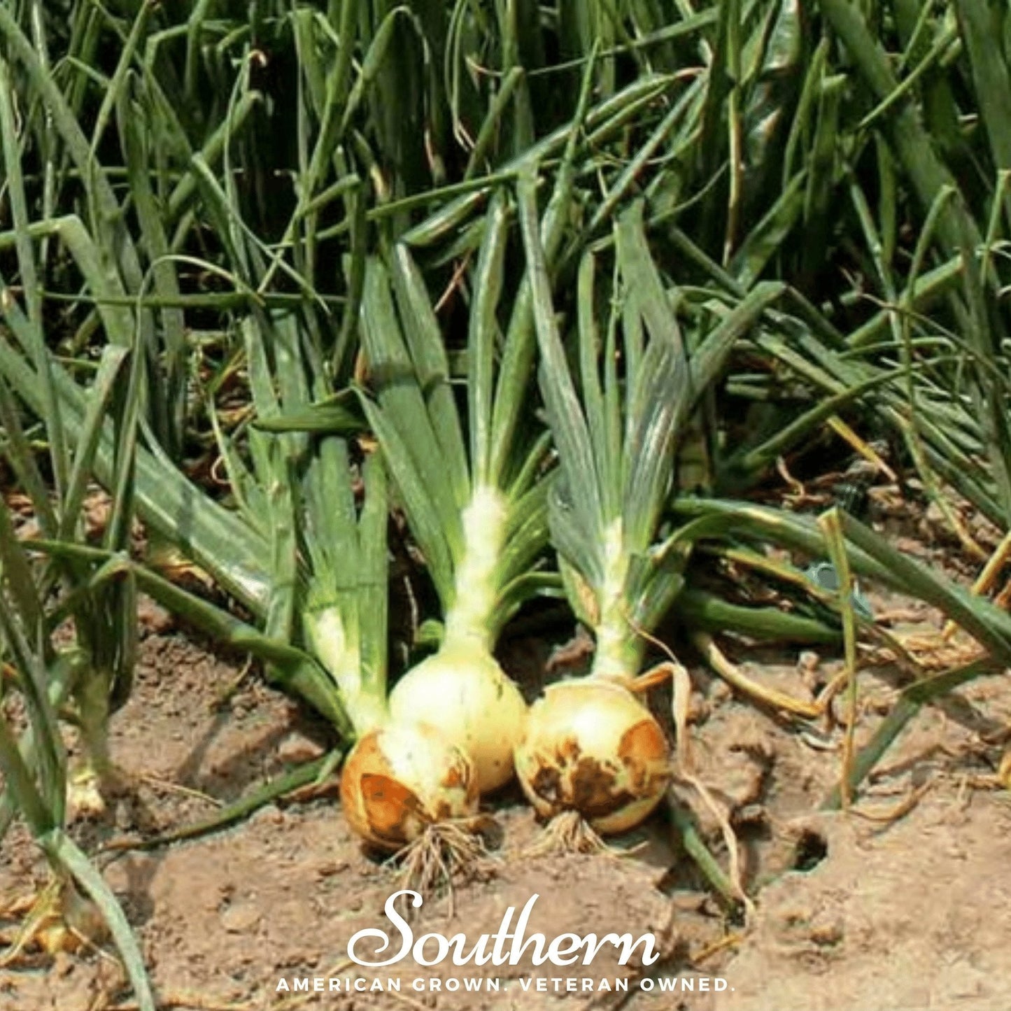 Spanish Yellow Sweet Onion ā 200 Seeds