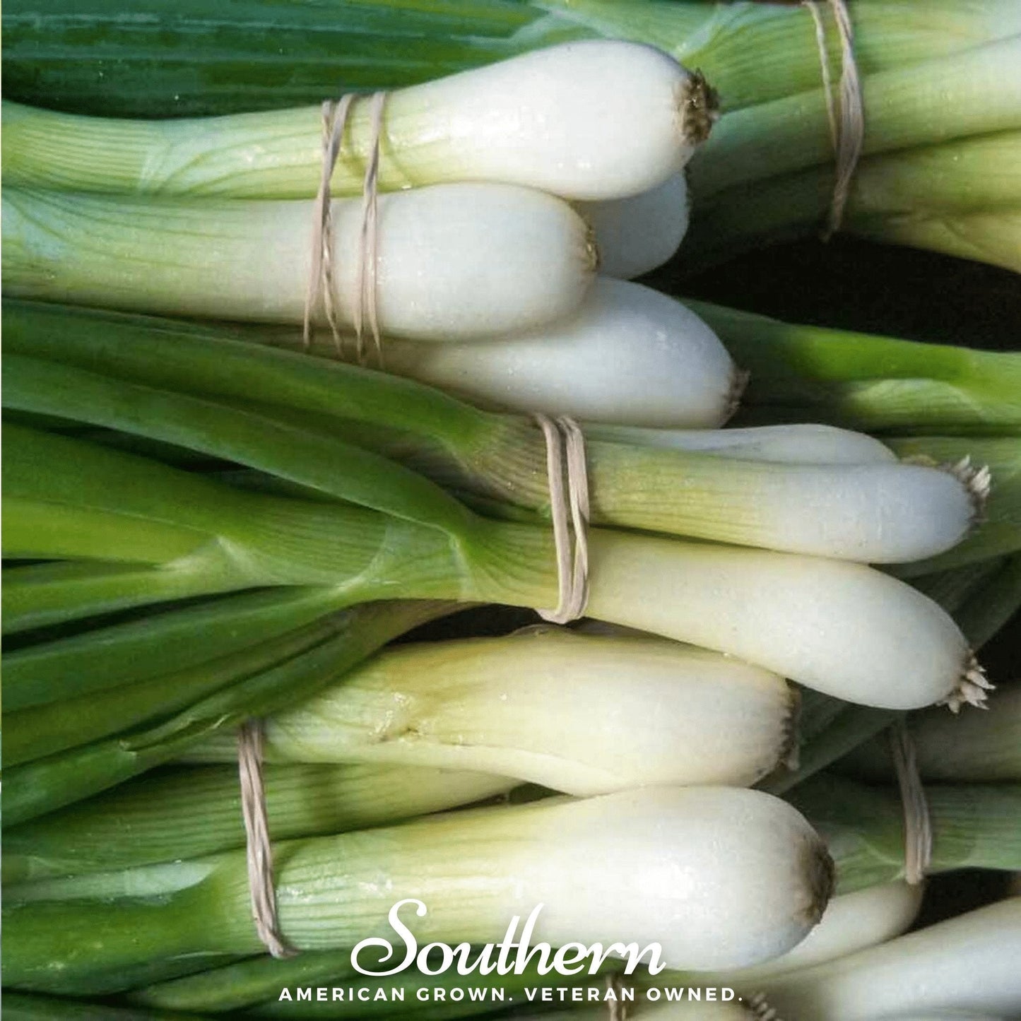 Tokyo Long White Onion ā 200 Seeds