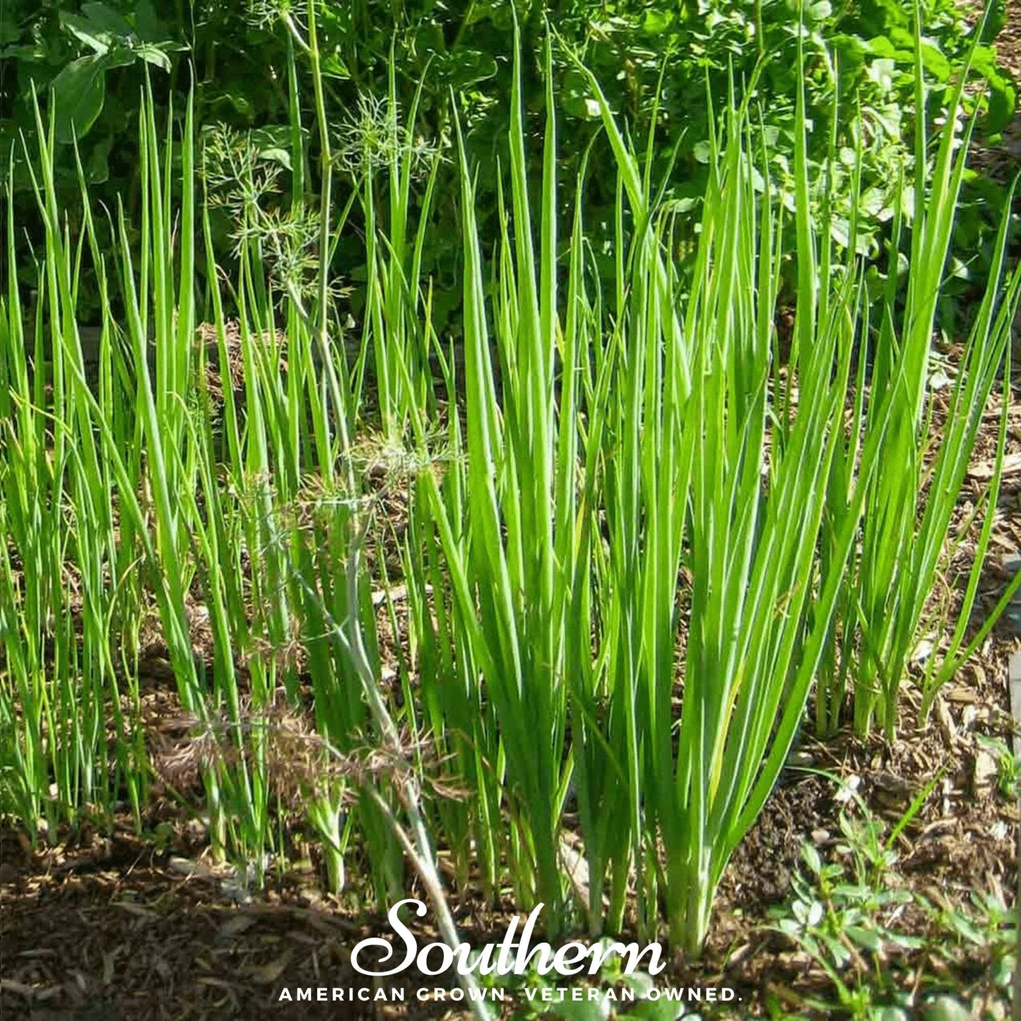Tokyo Long White Onion ā 200 Seeds