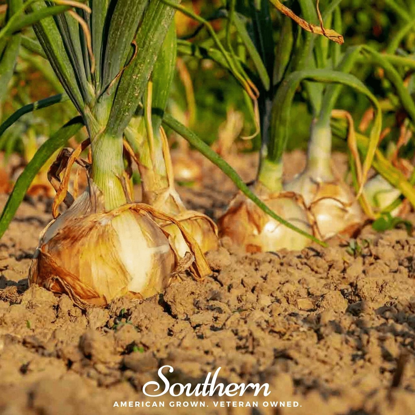 Utah Yellow Sweet Spanish Onion ā 200 Seeds