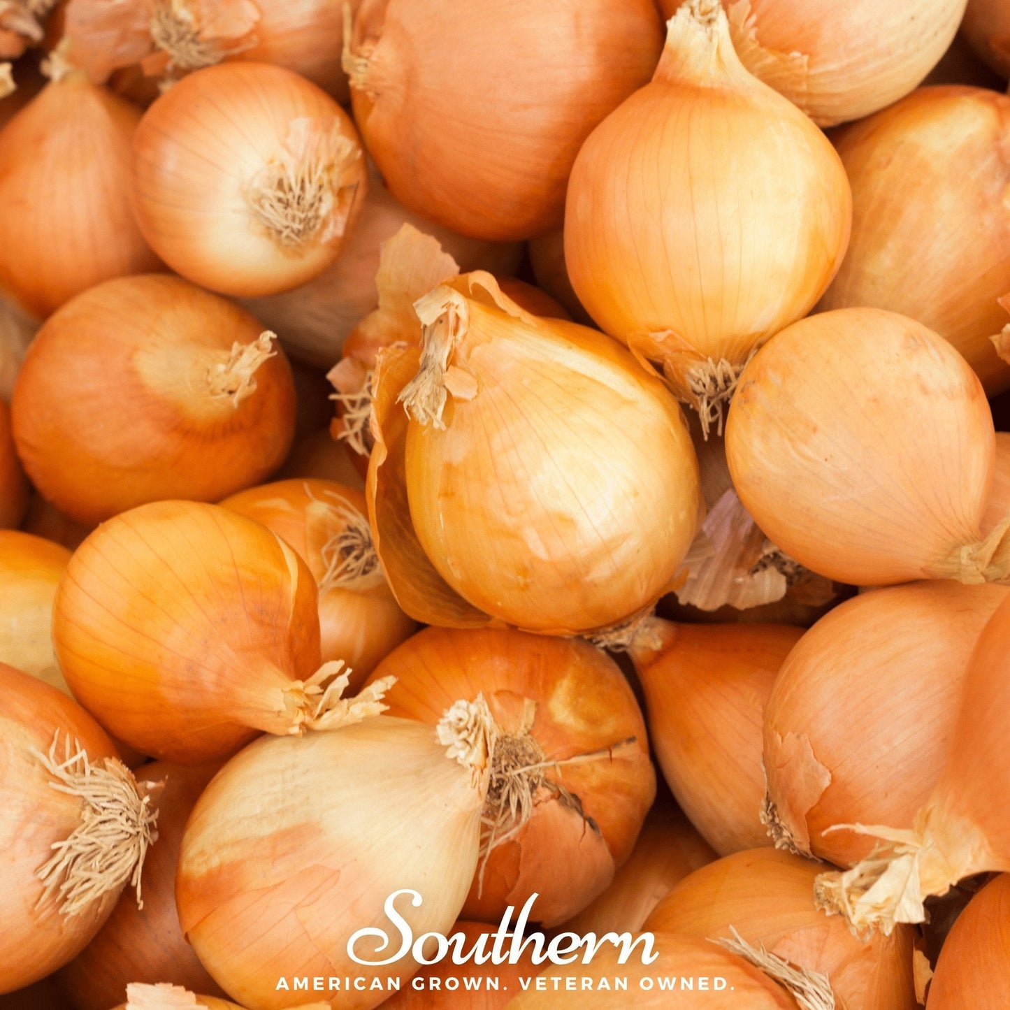 Utah Yellow Sweet Spanish Onion ā 200 Seeds