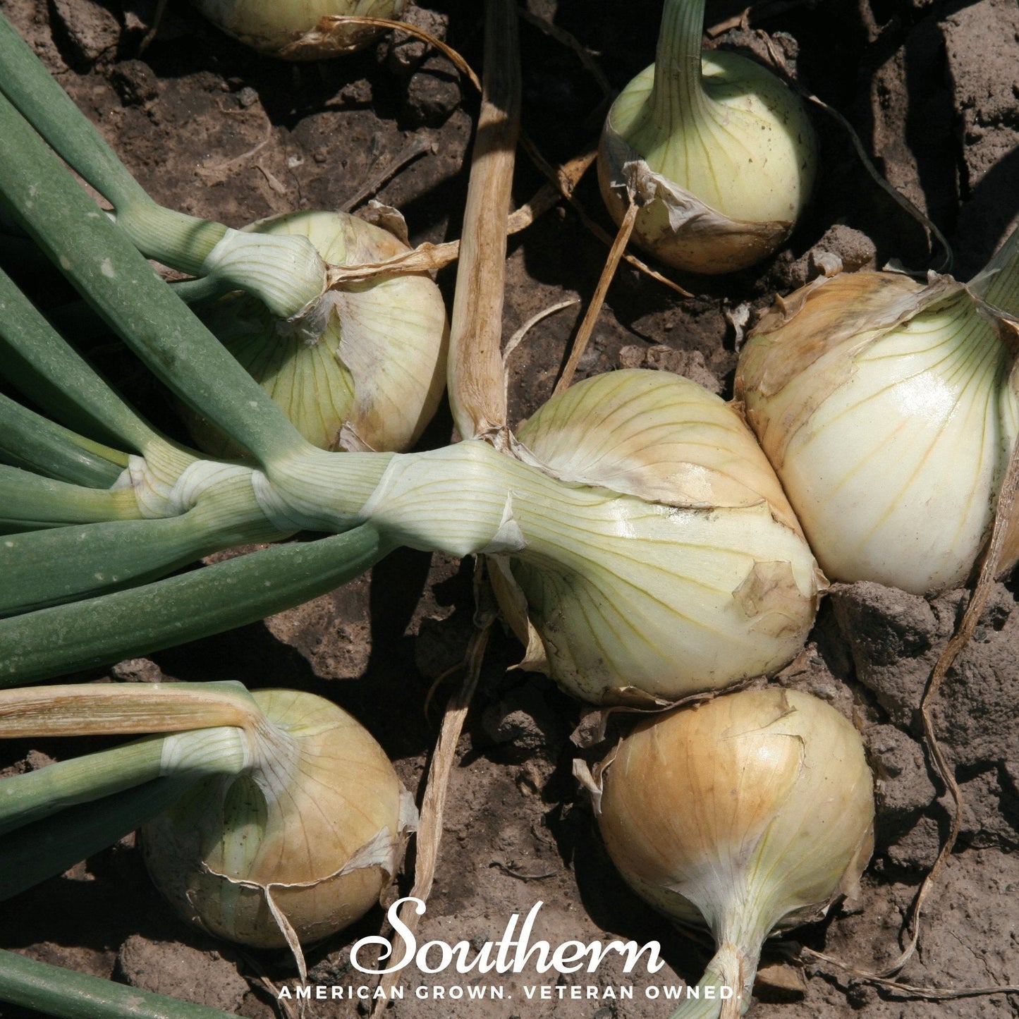 Walla Walla Onion ā 200 Seeds