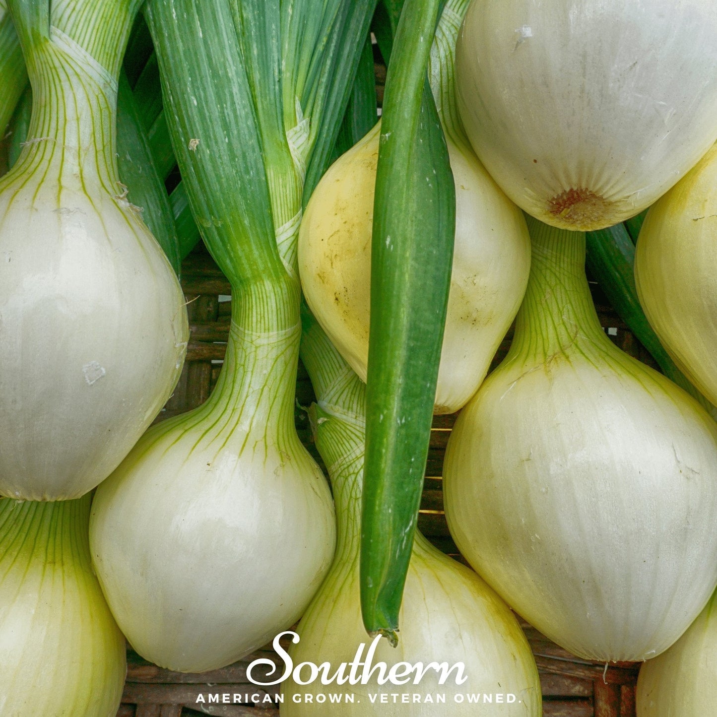 Walla Walla Onion ā 200 Seeds