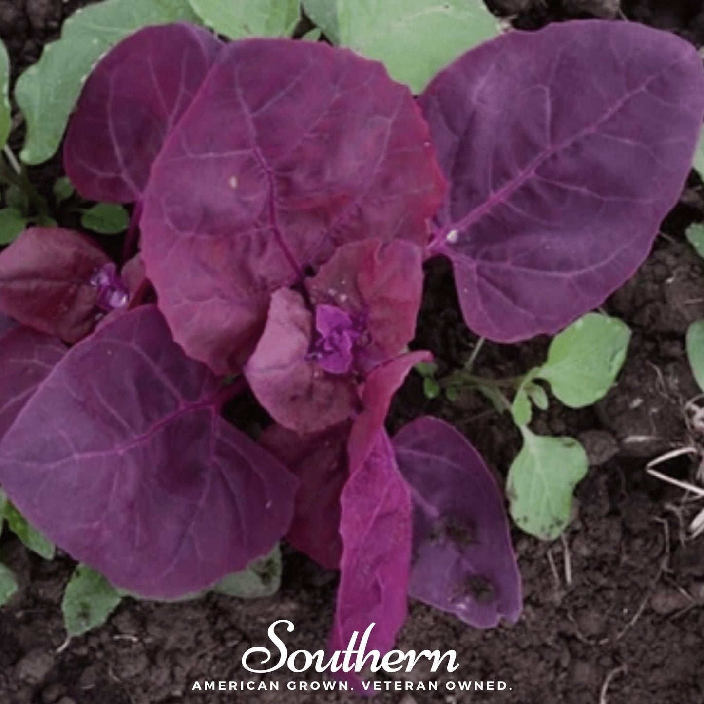 Red Plume Orach ā 25 Seeds