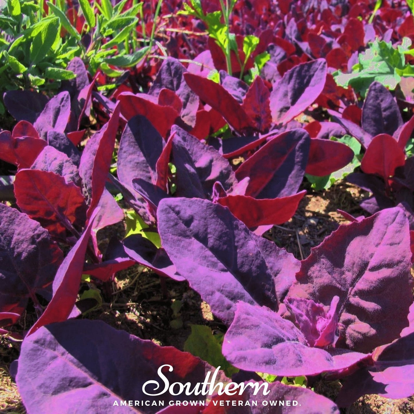 Red Plume Orach ā 25 Seeds