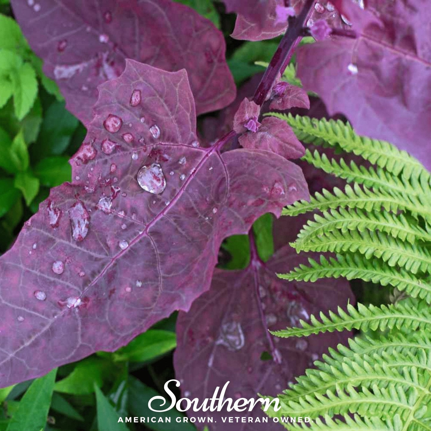 Red Plume Orach ā 25 Seeds