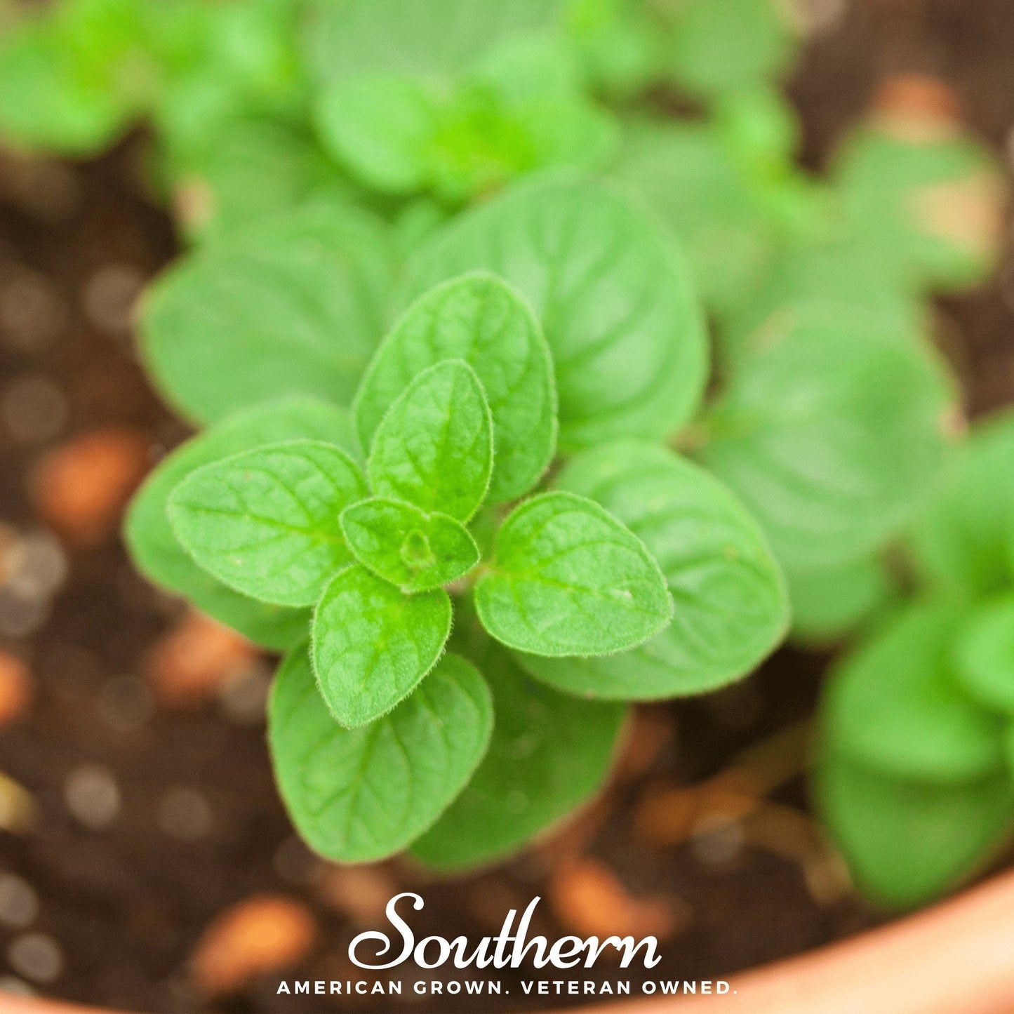Greek Oregano ā 200 Seeds
