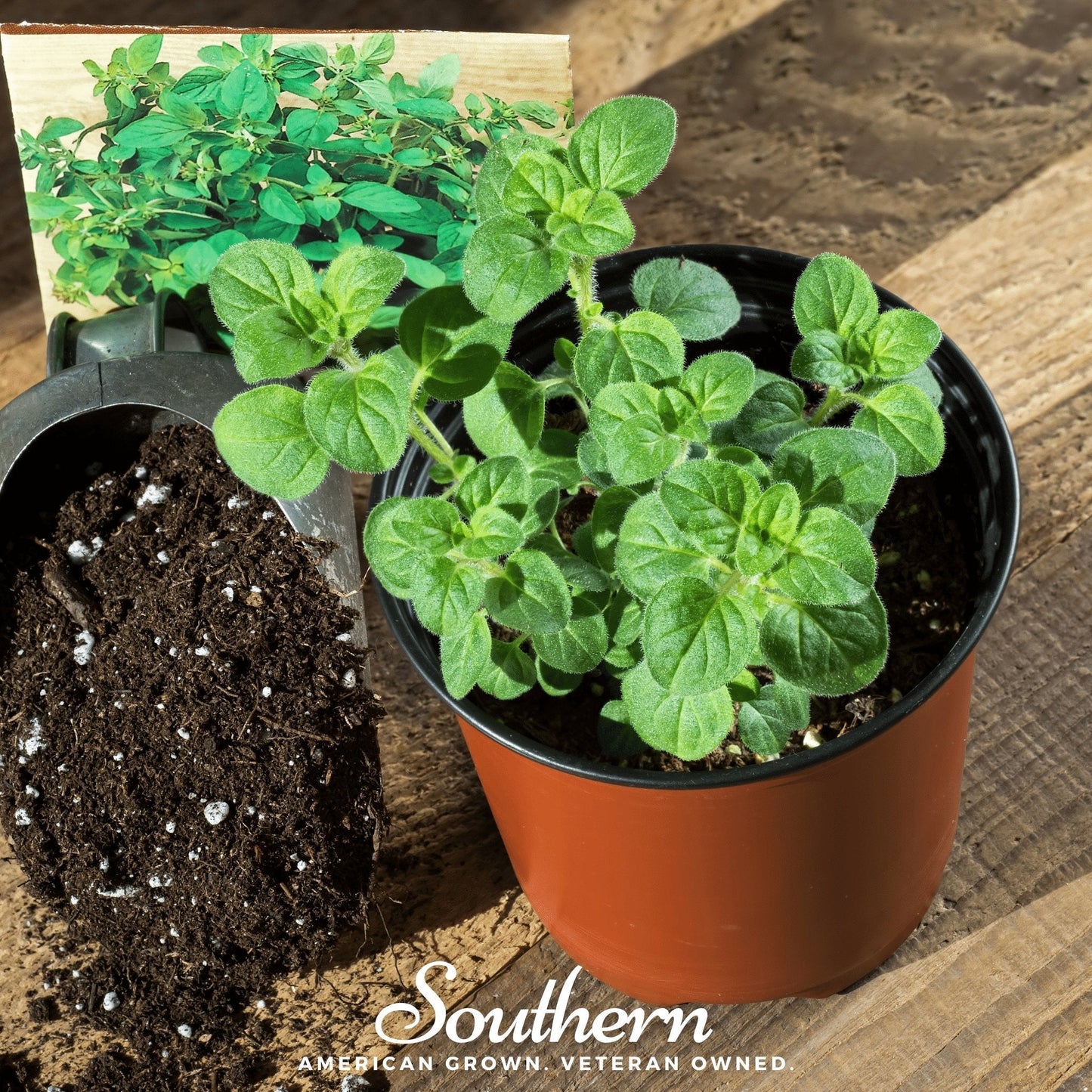 Greek Oregano ā 200 Seeds