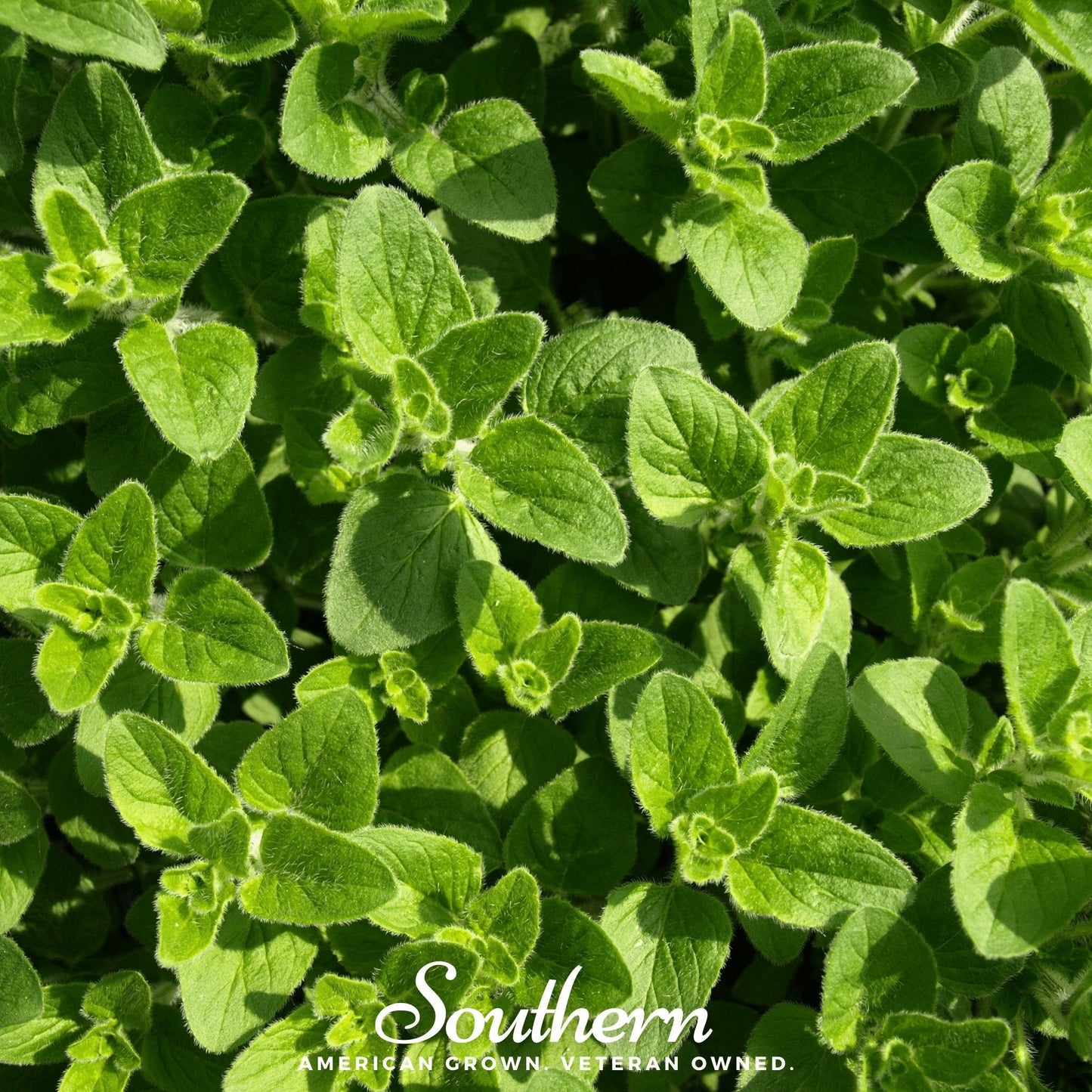 Greek Oregano ā 200 Seeds