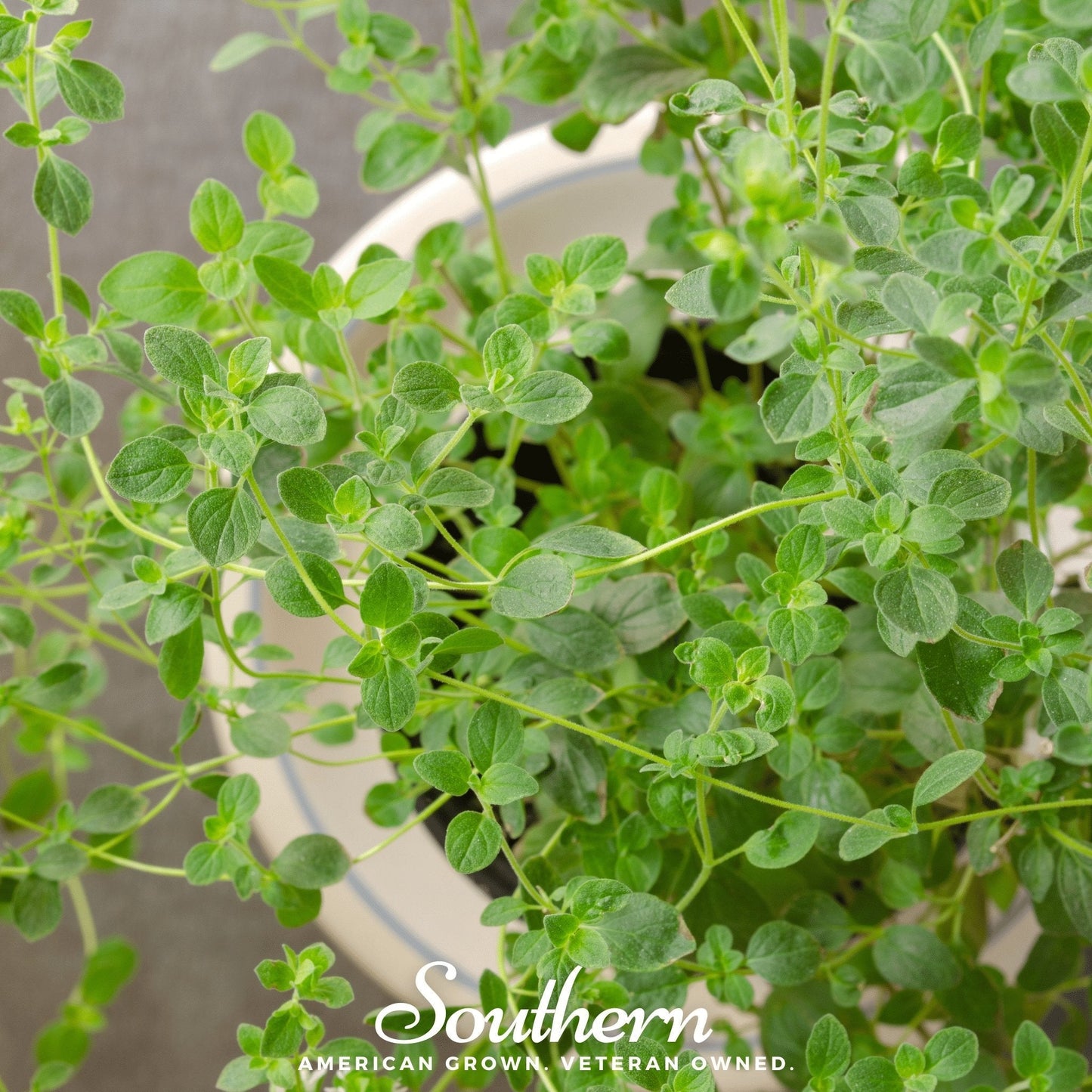Italian Oregano ā 200 Seeds