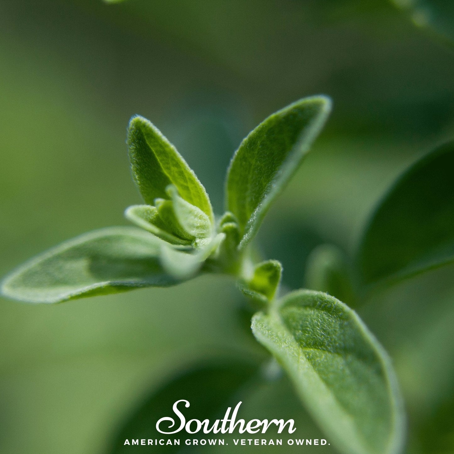 Italian Oregano ā 200 Seeds