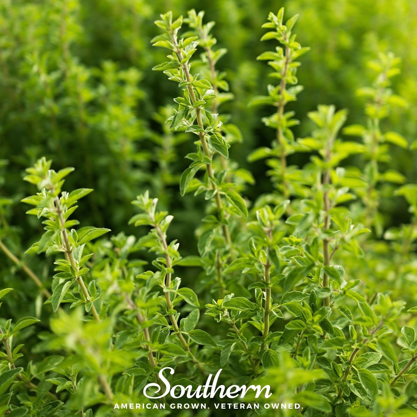 Italian Oregano ā 200 Seeds
