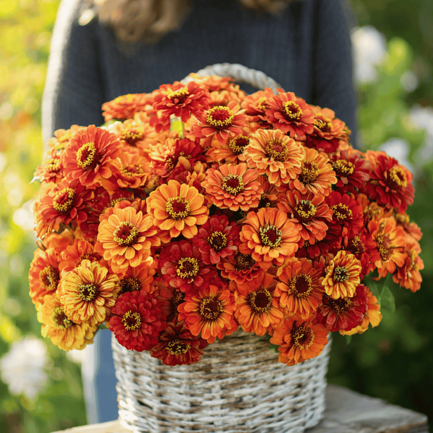 Oriole Zinnia ā 50 Seeds