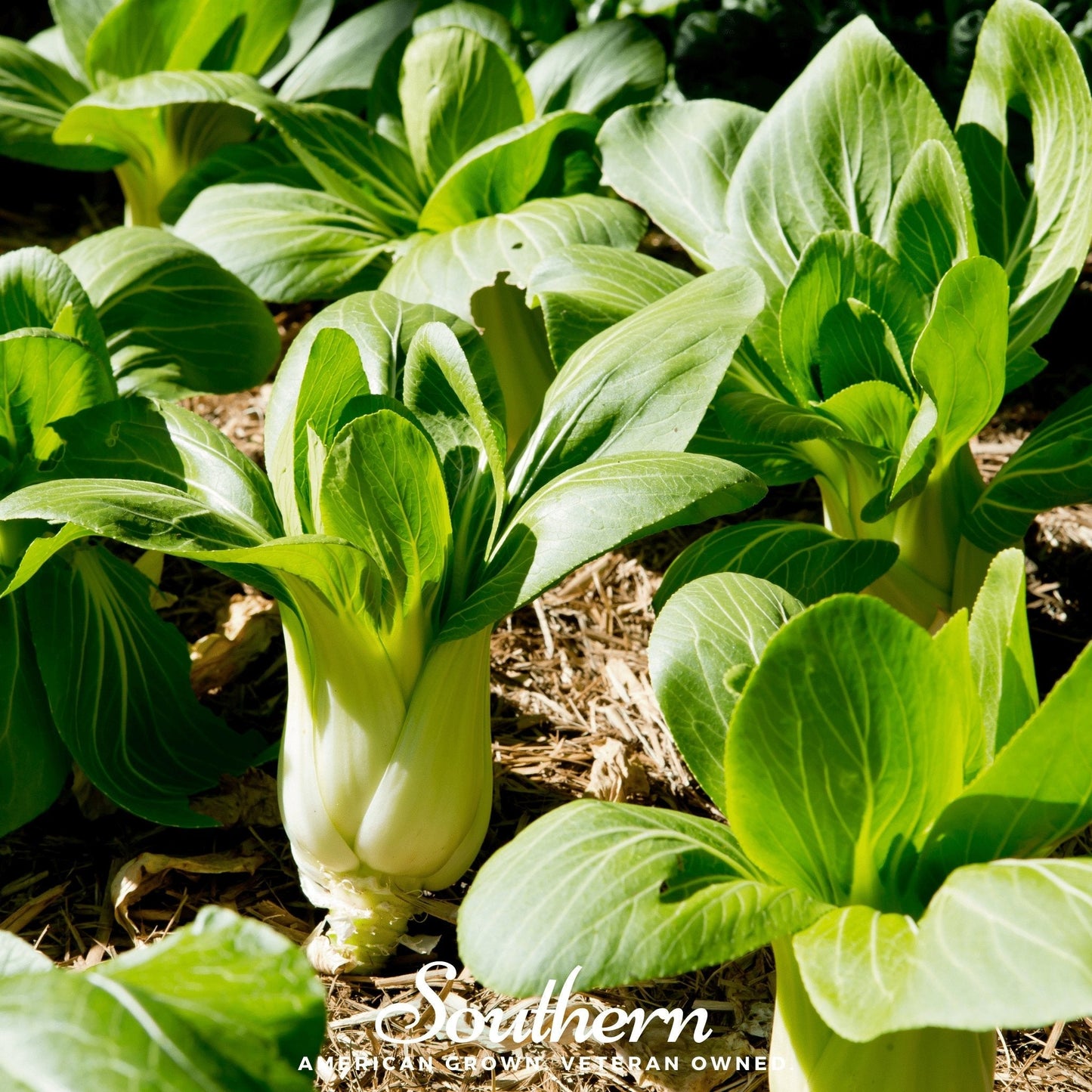 Canton Pak Choi ā 100 Seeds