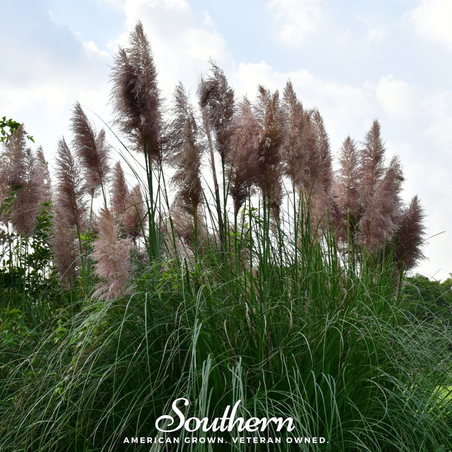 Pink Pampas Grass ā 100 Seeds