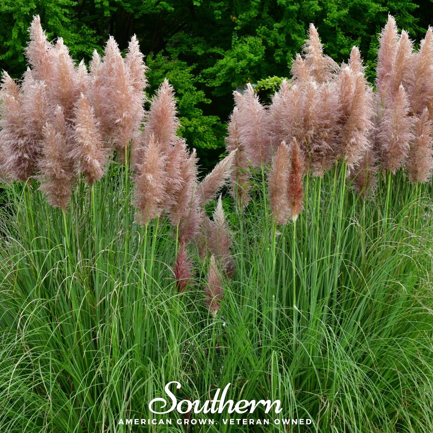 Pink Pampas Grass ā 100 Seeds
