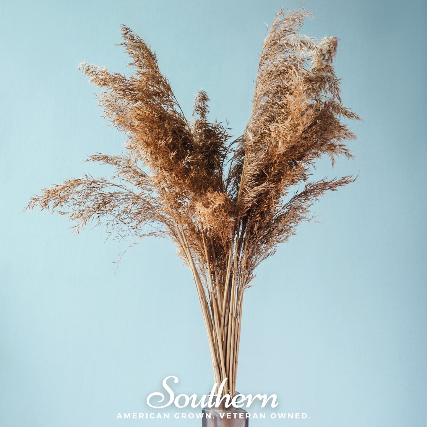 Pink Pampas Grass ā 100 Seeds