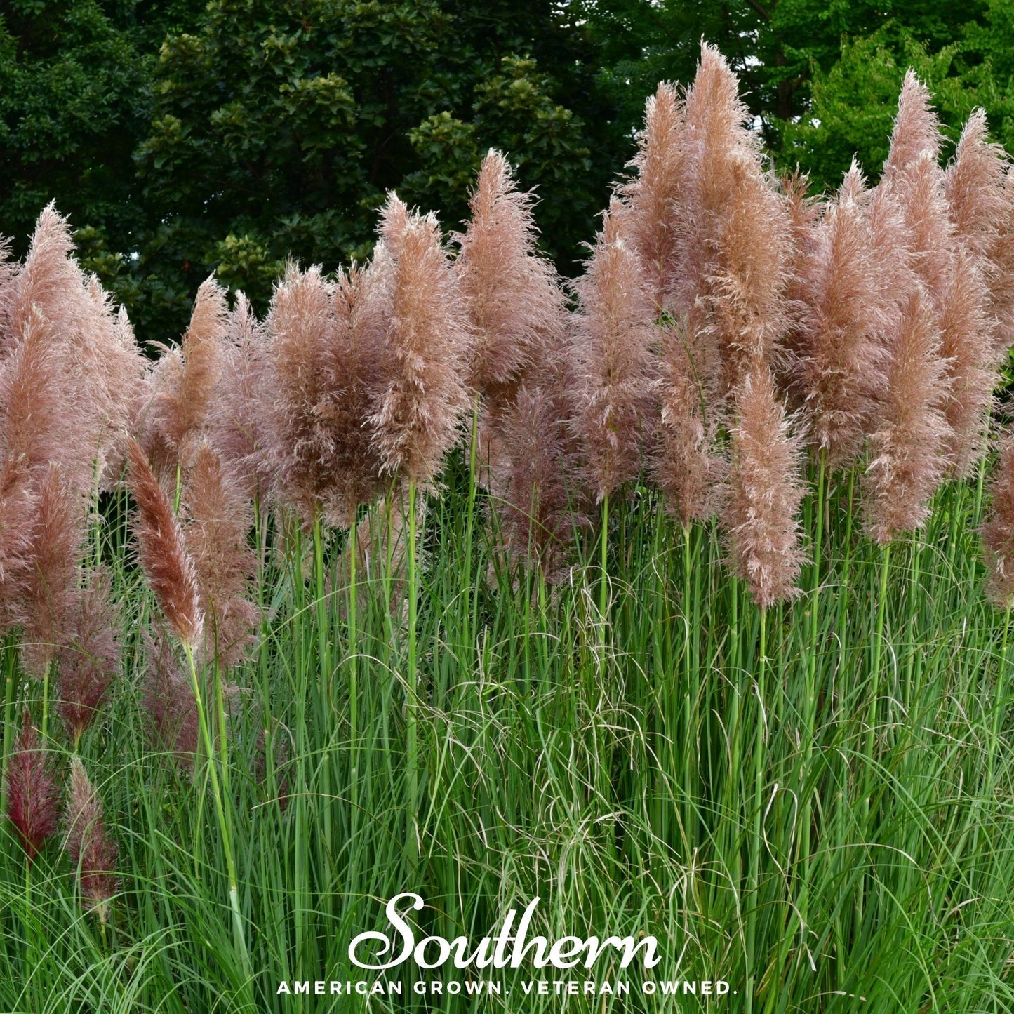 Pink Pampas Grass ā 100 Seeds