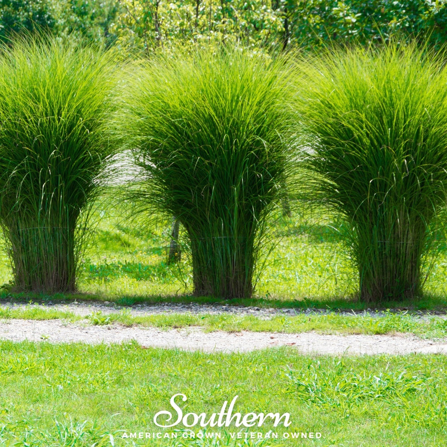 White Pampas Grass ā 100 Seeds