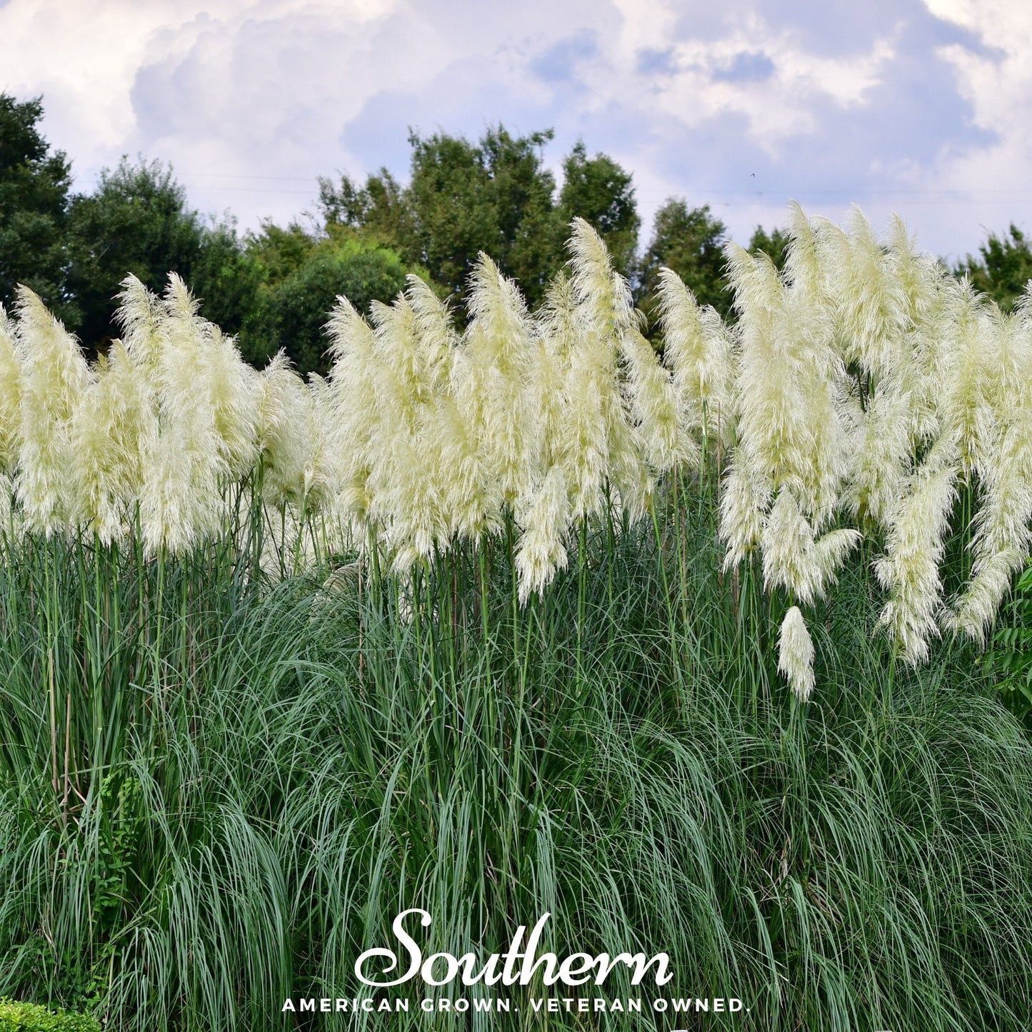 White Pampas Grass ā 100 Seeds
