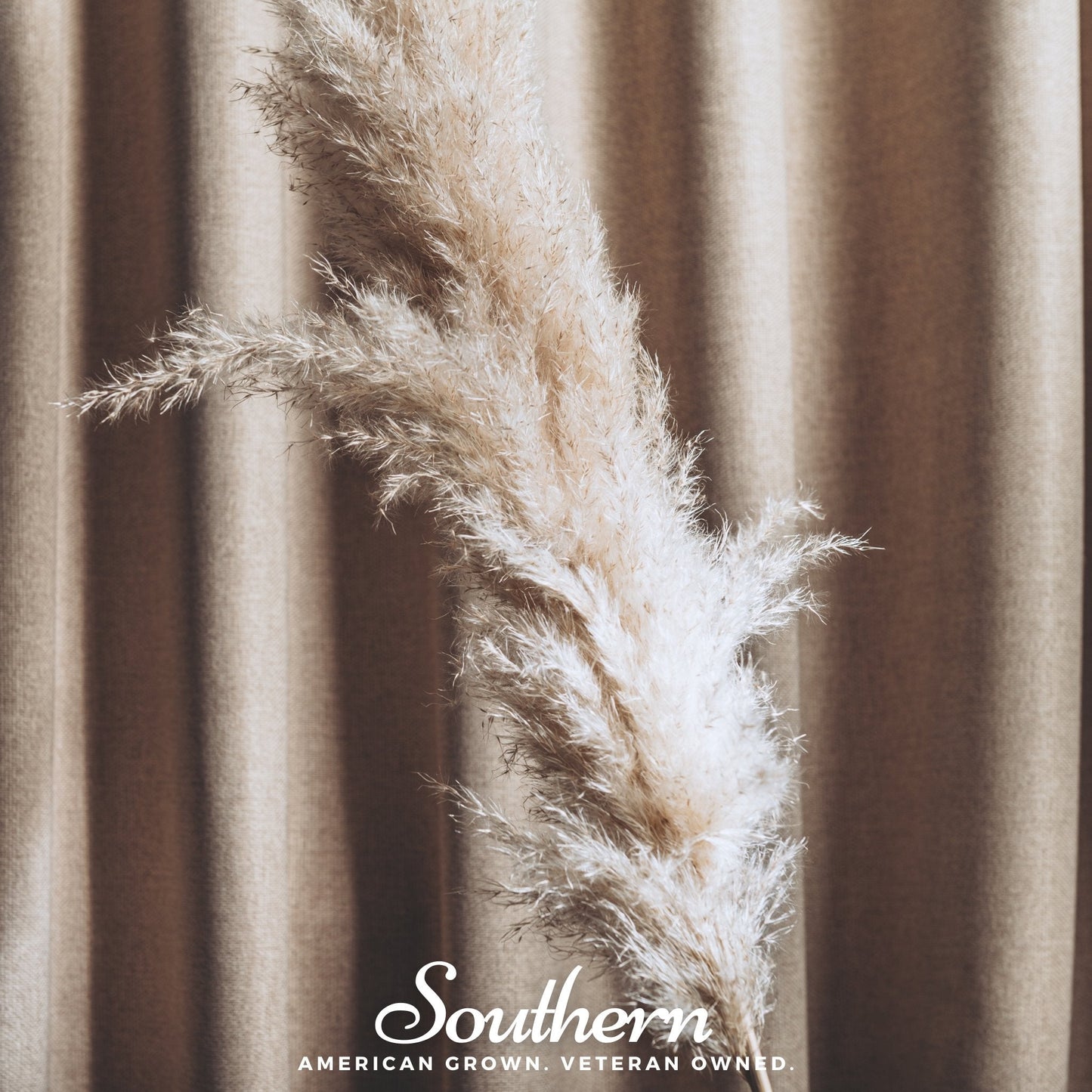 White Pampas Grass ā 100 Seeds
