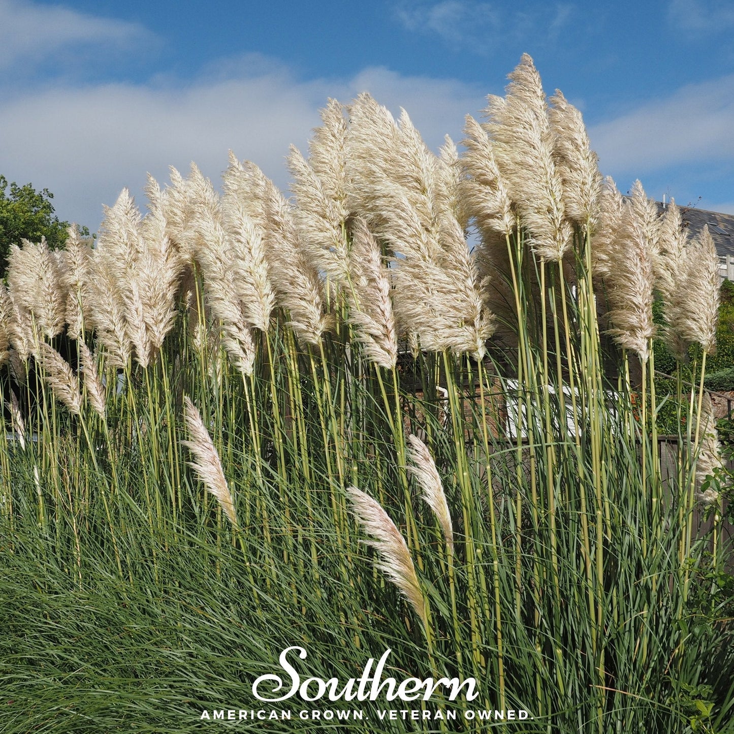 White Pampas Grass ā 100 Seeds