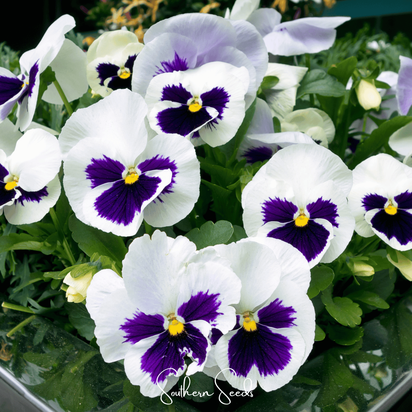 Swiss Giant Silverbride Pansy ā 50 Seeds