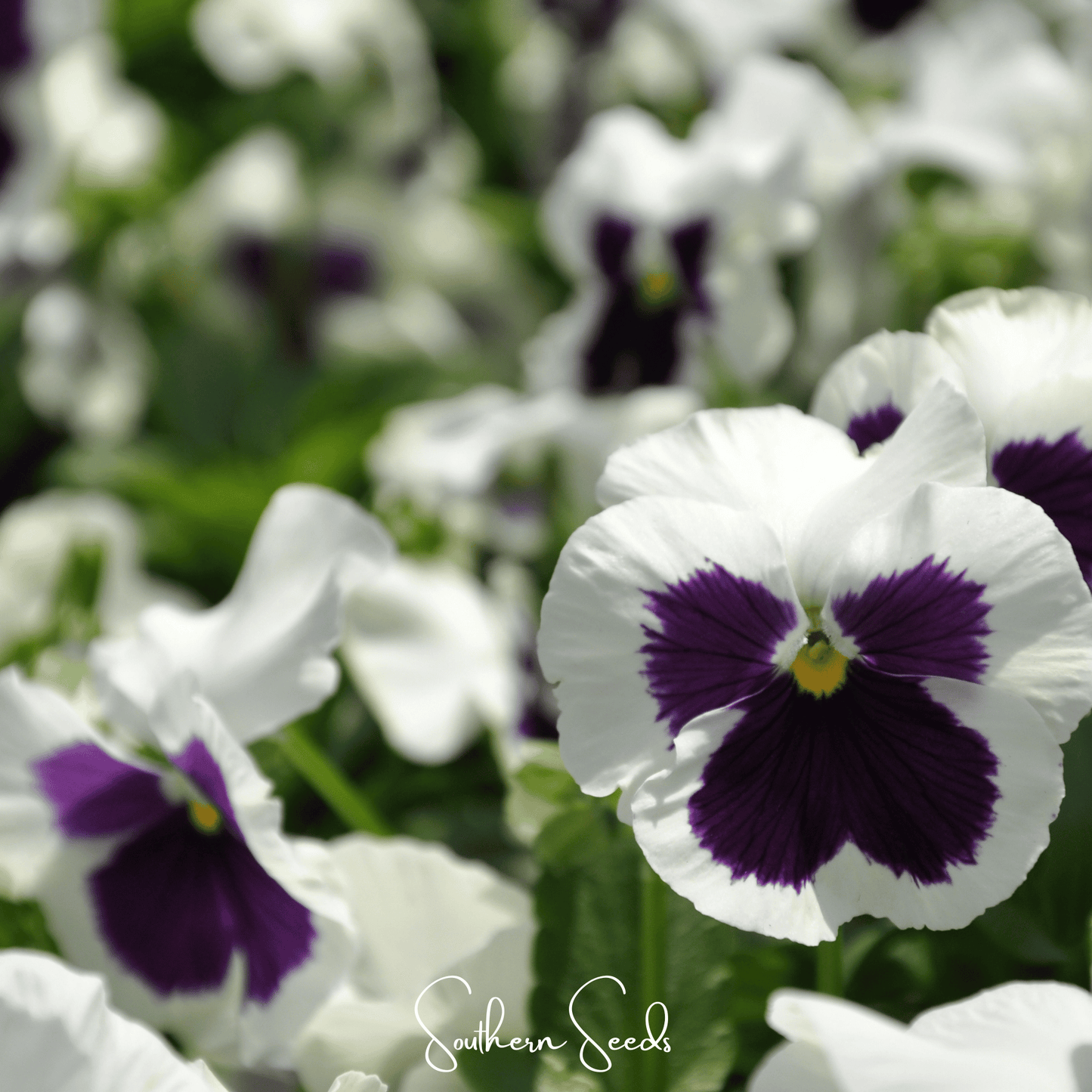 Swiss Giant Silverbride Pansy ā 50 Seeds
