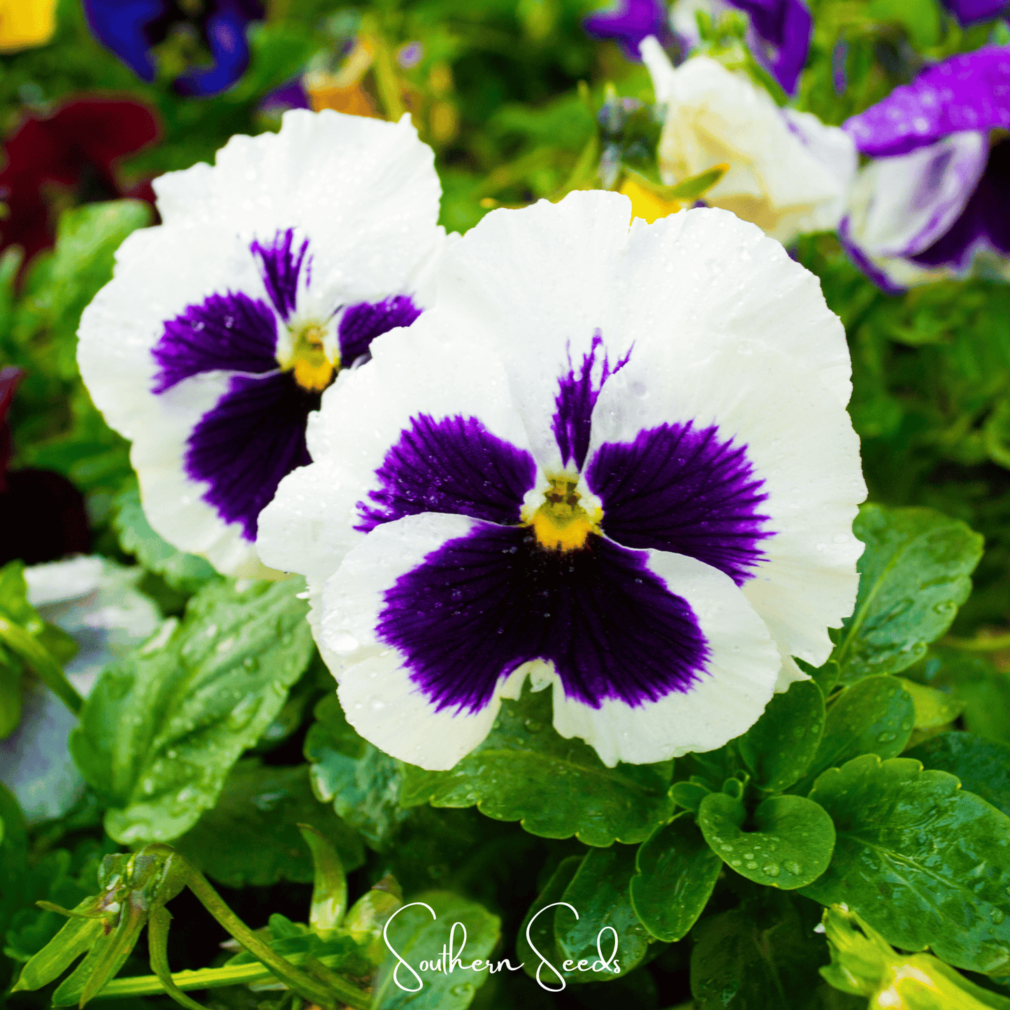 Swiss Giant Silverbride Pansy ā 50 Seeds
