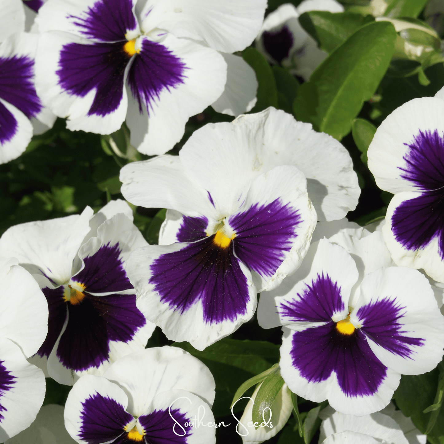 Swiss Giant Silverbride Pansy ā 50 Seeds