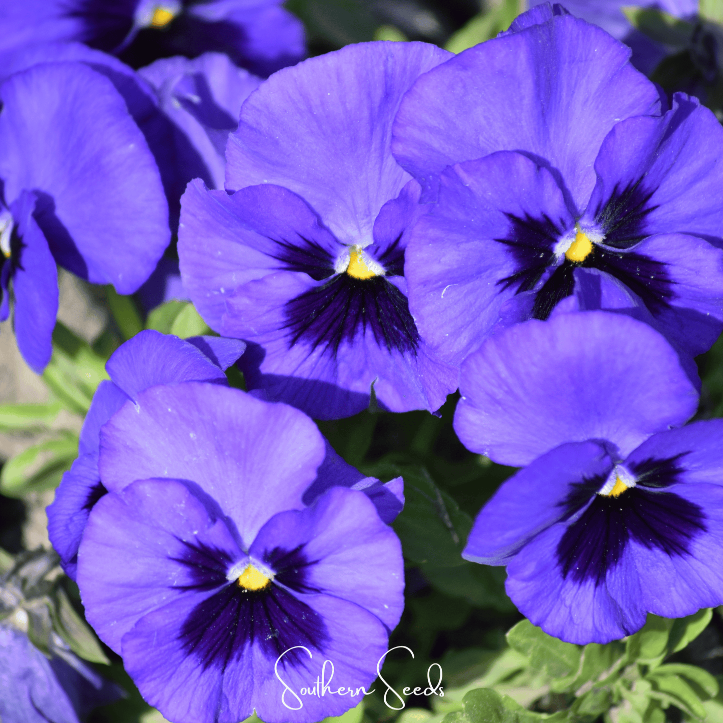 Swiss Giant Ullswater Pansy ā 50 Seeds