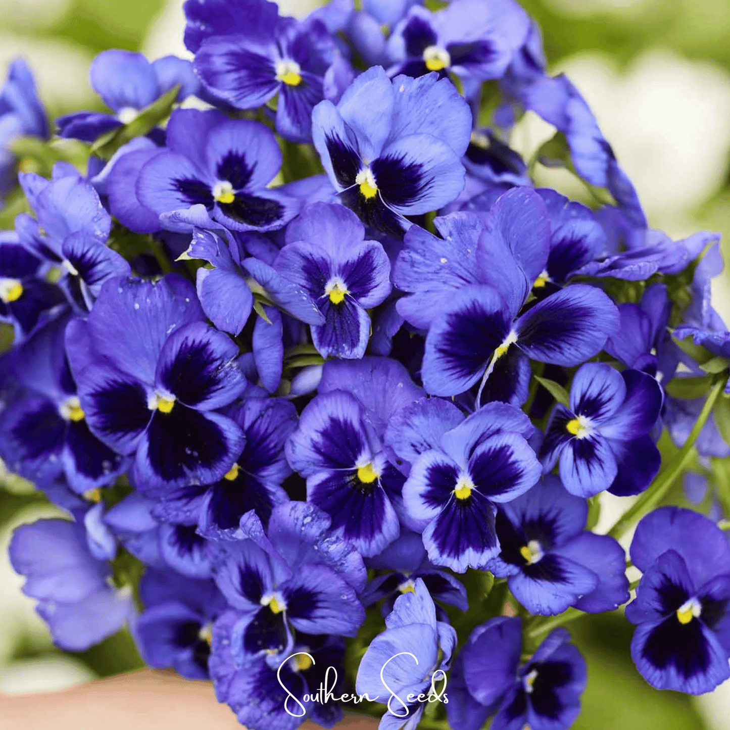 Swiss Giant Ullswater Pansy ā 50 Seeds