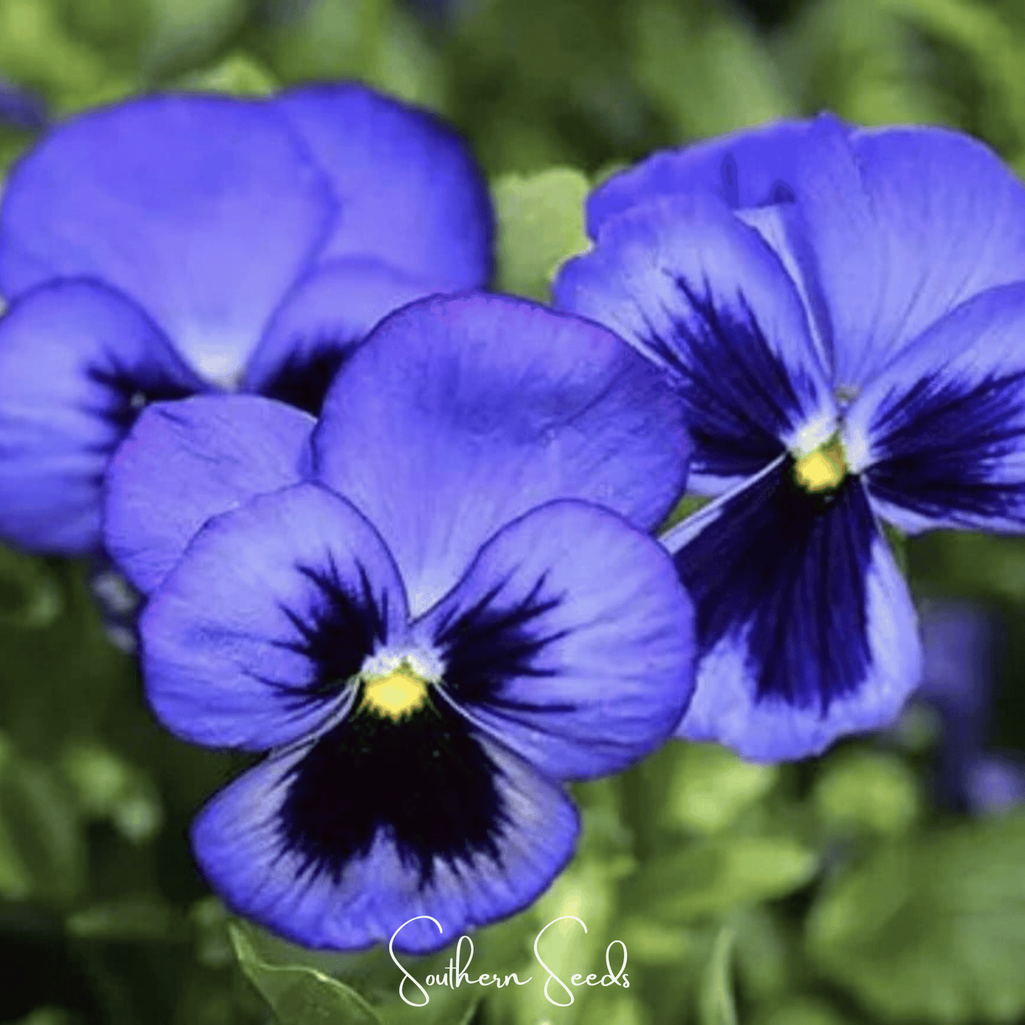 Swiss Giant Ullswater Pansy ā 50 Seeds