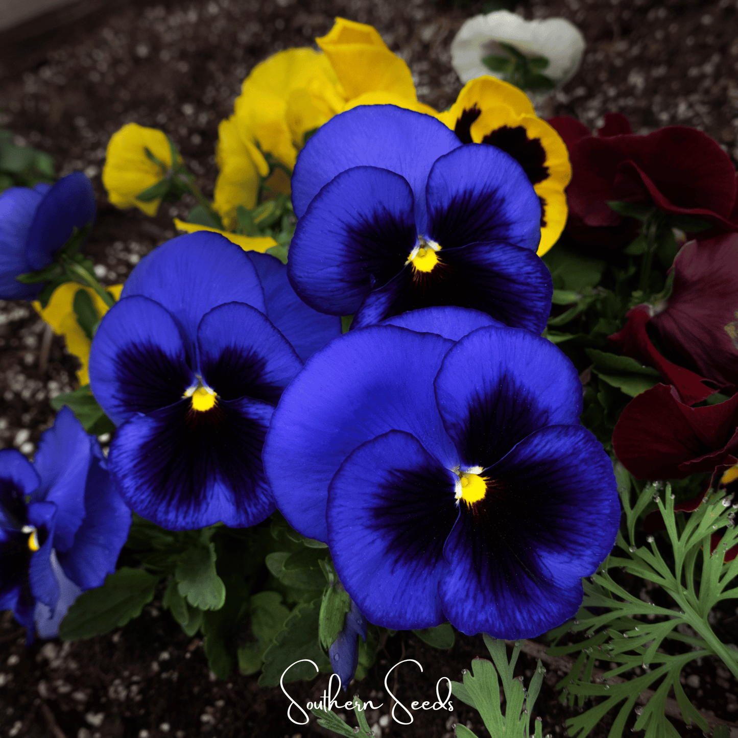 Swiss Giant Ullswater Pansy ā 50 Seeds