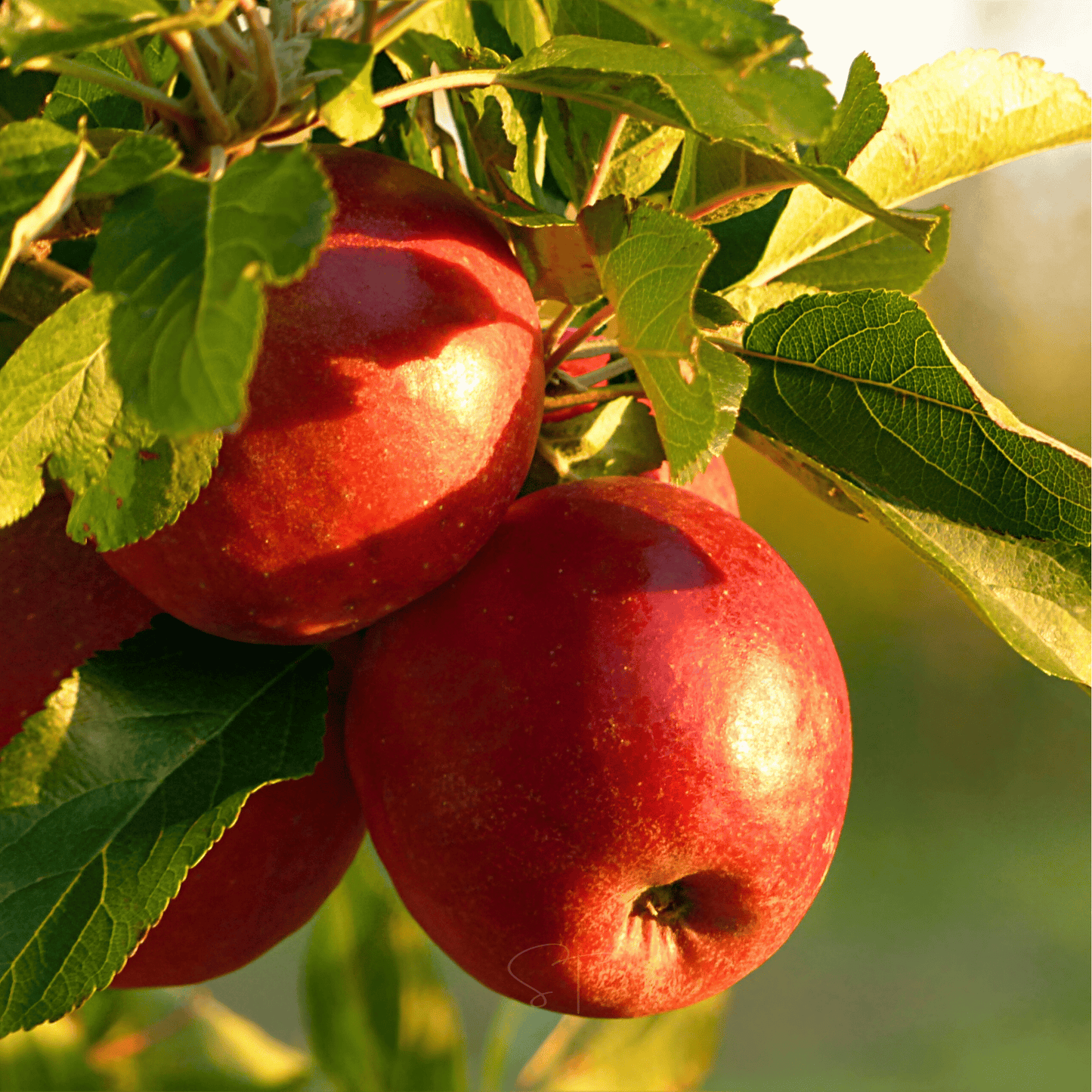 Paradise Apple Tree ā 25 Seeds