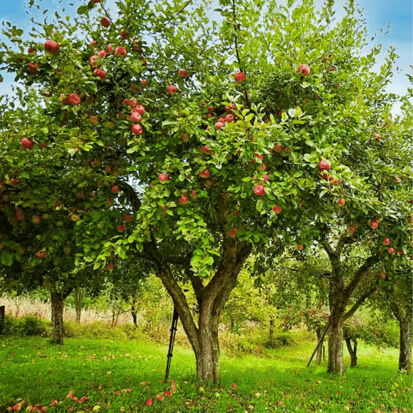 Paradise Apple Tree ā 25 Seeds
