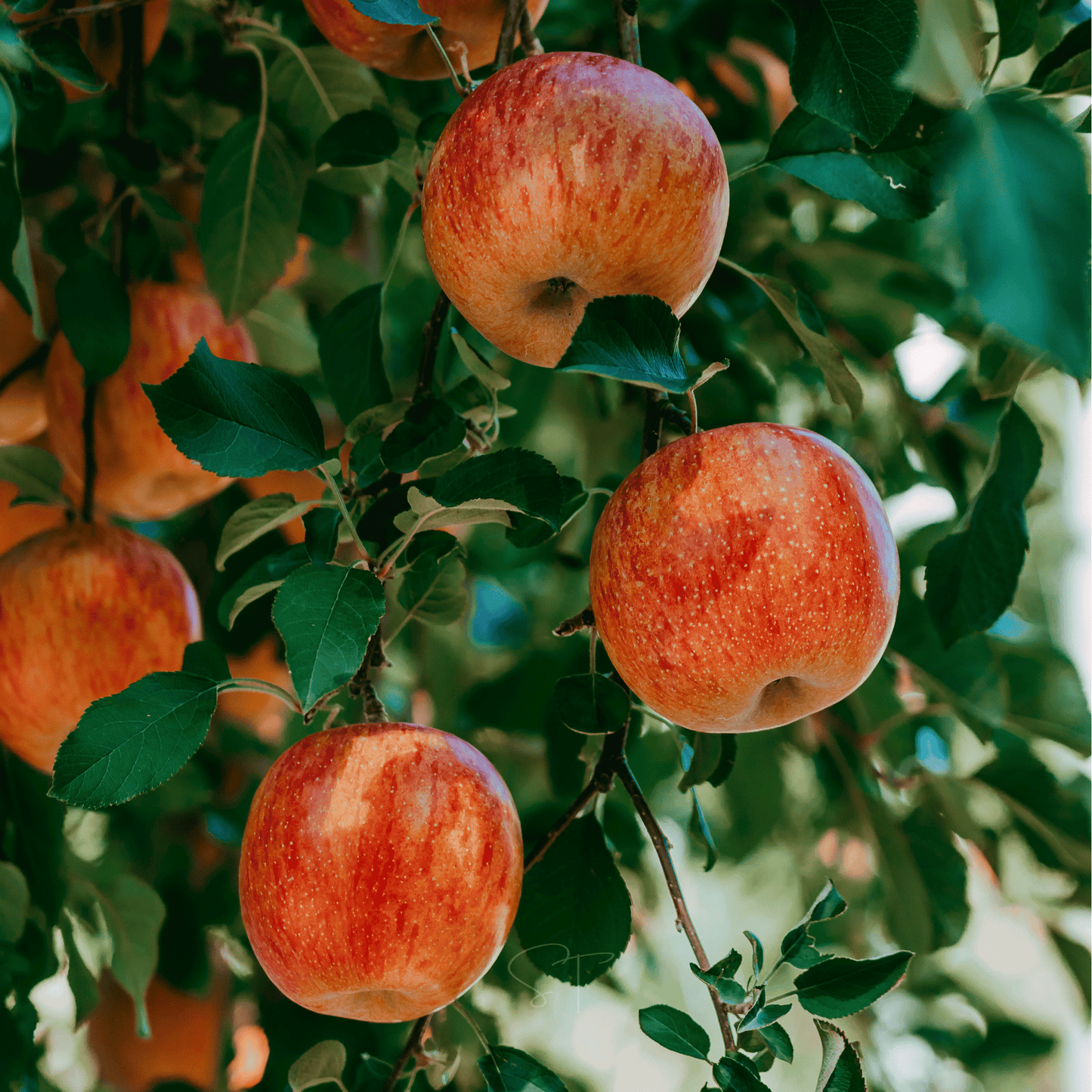 Paradise Apple Tree ā 25 Seeds
