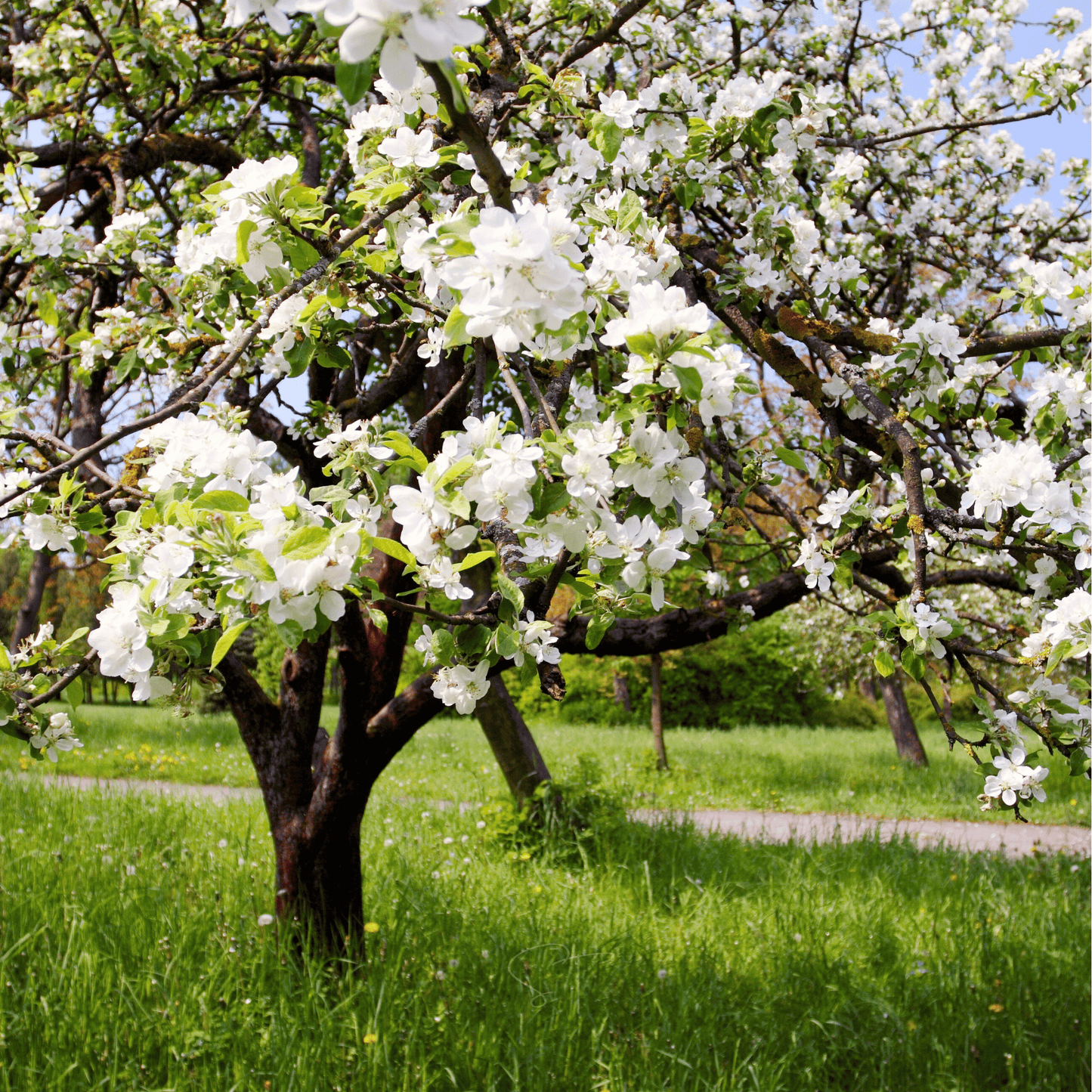 Paradise Apple Tree ā 25 Seeds