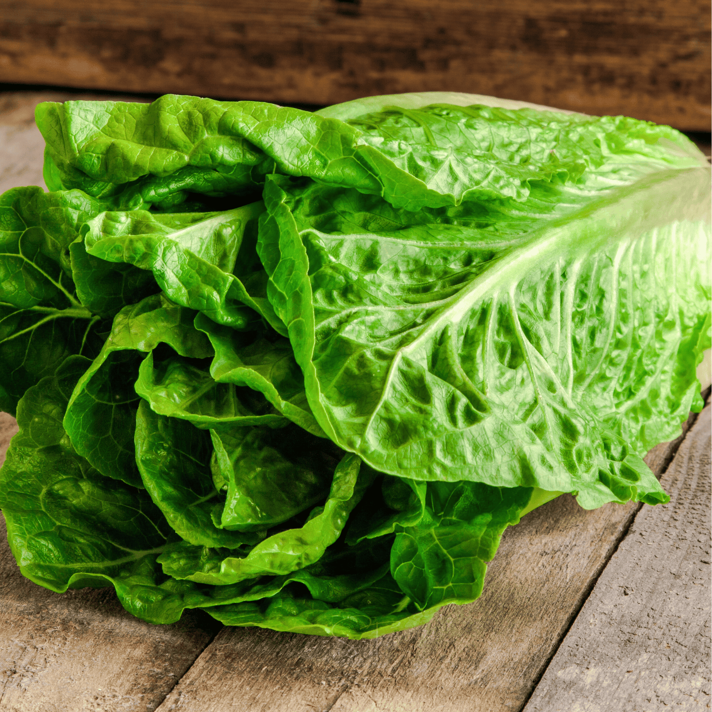 Parris Island Cos Lettuce ā 500 Seeds